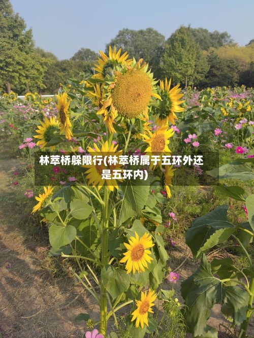 林萃桥躲限行(林萃桥属于五环外还是五环内)