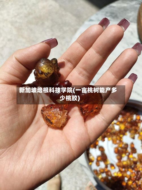 新加坡培根科技学院(一亩桃树能产多少桃胶)