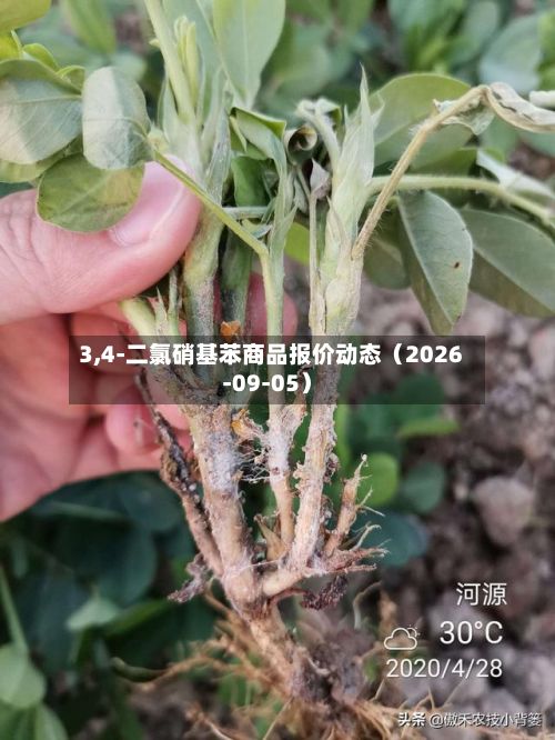 3,4-二氯硝基苯商品报价动态(2026-09-05)-第1张图片