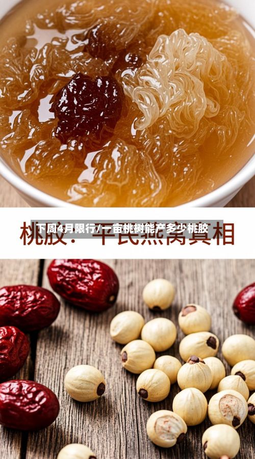 下周4月限行/一亩桃树能产多少桃胶