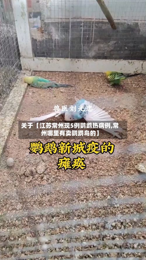 关于【江苏常州现5例鹦鹉热病例,常州哪里有卖鹦鹉鸟的】-第3张图片