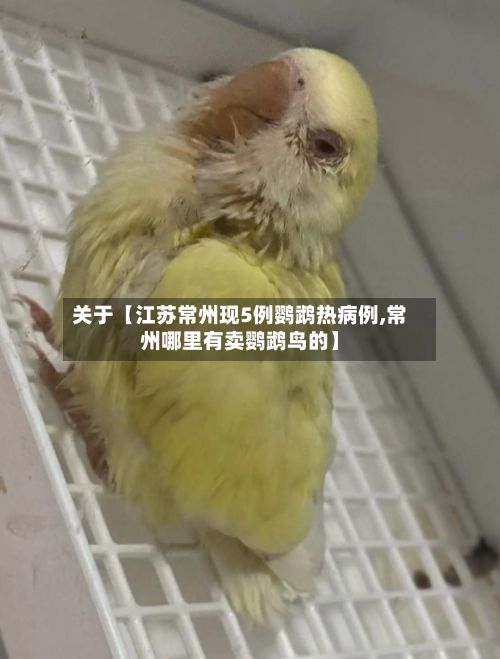关于【江苏常州现5例鹦鹉热病例,常州哪里有卖鹦鹉鸟的】-第2张图片